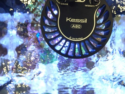 Kessil A80 Tuna Blue, LED lighting (15W)